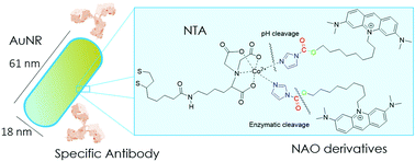 Graphical abstract: Tunable gold nanorod/NAO conjugates for selective drug delivery in mitochondria-targeted cancer therapy