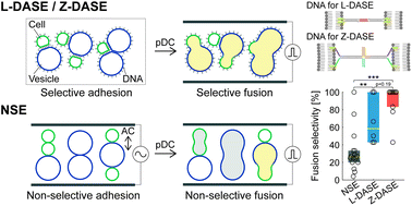 Graphical abstract: DNA-assisted selective electrofusion (DASE) of Escherichia coli and giant lipid vesicles