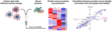 Graphical abstract: Surface charge influences protein corona, cell uptake and biological effects of carbon dots