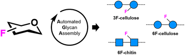 Graphical abstract: Deoxyfluorination tunes the aggregation of cellulose and chitin oligosaccharides and highlights the role of specific hydroxyl groups in the crystallization process