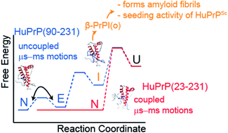 Graphical abstract: Structural and dynamical determinants of a β-sheet-enriched intermediate involved in amyloid fibrillar assembly of human prion protein