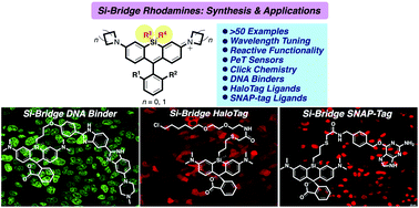 Graphical abstract: Silicon functionalization expands the repertoire of Si-rhodamine fluorescent probes