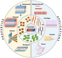Graphical abstract: Magnetically anisotropic hydrogels for tissue engineering