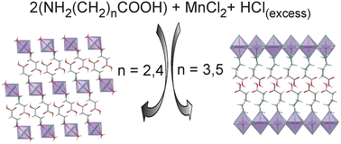 Graphical abstract: The odd–even effect in n-carboxyalkylammonium-containing organic–inorganic hybrids of Mn(ii) halides: structural and magnetic characterisation