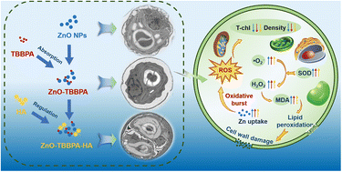 Graphical abstract: Toxicity and tolerance mechanism of binary zinc oxide nanoparticles and tetrabromobisphenol A regulated by humic acid in Chlorella vulgaris