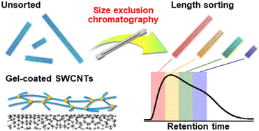 Graphical abstract: Size exclusion chromatography-based length sorting of single-walled carbon nanotubes stably coated with cross-linked polymers