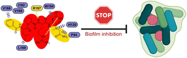 Graphical abstract: Substrate-derived Sortase A inhibitors: targeting an essential virulence factor of Gram-positive pathogenic bacteria