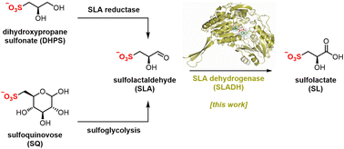 Graphical abstract: Molecular basis of sulfolactate synthesis by sulfolactaldehyde dehydrogenase from Rhizobium leguminosarum
