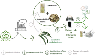 Graphical abstract: An integrated green process for the extraction of triterpenic acids from Eucalyptus globulus leaves after hydrodistillation