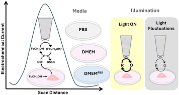 Graphical abstract: Effects of media composition and light exposure on the electrochemical current response during scanning electrochemical microscopy live cell imaging