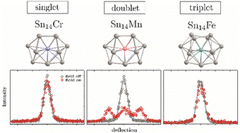 Graphical abstract: Magnetism of single-doped paramagnetic tin clusters studied using temperature-dependent Stern–Gerlach experiments with enhanced sensitivity: impact of the diamagnetic ligand field and paramagnetic dopant