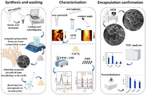 Graphical abstract: Microplastics encapsulation in aragonite: efficiency, detection and insight into potential environmental impacts