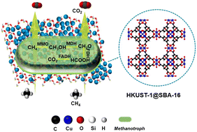 Graphical abstract: Effective methane biodegradation through in situ coupling with methanotroph and HK@SB-1 MOFs