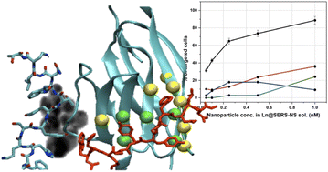 Graphical abstract: SERS nanostructures with engineered active peptides against an immune checkpoint protein