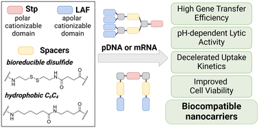 Graphical abstract: Modulating efficacy and cytotoxicity of lipoamino fatty acid nucleic acid carriers using disulfide or hydrophobic spacers