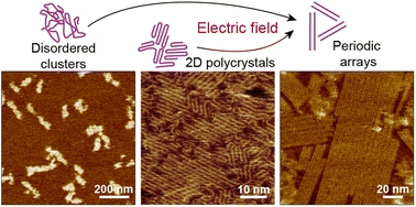 Graphical abstract: Molecular-level periodic arrays of long-chain poly(3-hexylthiophene-2,5-diyl) driven by an electric field