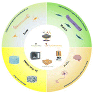 Graphical abstract: Unlocking new possibilities: application of MXenes in 3D bioprinting for advanced therapy