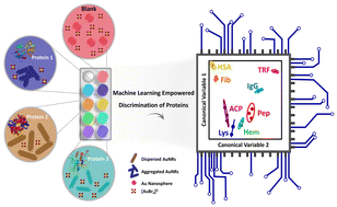 Graphical abstract: Gold nanorods as multidimensional optical nanomaterials: machine learning-enhanced quantitative fingerprinting of proteins for diagnostic applications