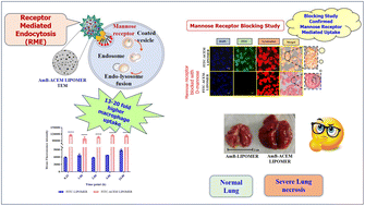 Graphical abstract: Is receptor mediated active macrophage targeting of amphotericin B nanoformulations a promising approach?