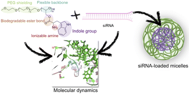Graphical abstract: Tryptophan intercalation in siRNA drives the formation of polymeric micelles with enhanced delivery efficiency