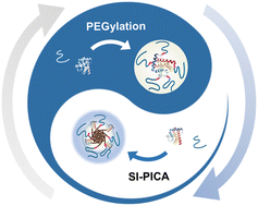Graphical abstract: Non-covalent PEGylation of proteins mediated by site-specific in situ polymerization induced co-assembly