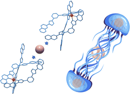 Graphical abstract: Engineered π⋯π interactions favour supramolecular dimers X@[FeL3]2 (X = Cl, Br, I): solid state and solution structure