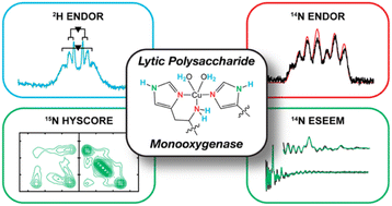Graphical abstract: pH-mediated manipulation of the histidine brace in LPMOs and generation of a tri-anionic variant, investigated by EPR, ENDOR, ESEEM and HYSCORE spectroscopy
