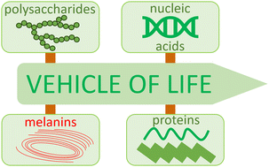 Graphical abstract: Melanin: Nature's 4th bioorganic polymer