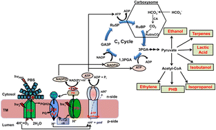 Graphical abstract: Cyanobacterial green chemistry: a blue-green approach for a sustainable environment, energy, and chemical production