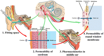 Graphical abstract: Biomaterials for non-invasive trans-tympanic drug delivery: requirements, recent advances and perspectives