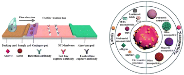 Graphical abstract: A nanoparticle-assisted signal-enhancement technique for lateral flow immunoassays