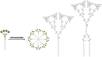Graphical abstract: Impact of inner hydrophobicity of dendrimer nanomicelles on biodistribution: a PET imaging study
