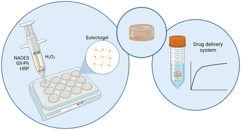 Graphical abstract: Development of enzymatically crosslinked natural deep eutectogels: versatile gels for enhanced drug delivery