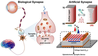 Graphical abstract: Recent developments in the state-of-the-art optoelectronic synaptic devices based on 2D materials: a review