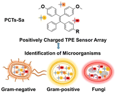 Graphical abstract: A positively charged sensor array for identification of microorganisms using fluorescence response patterns