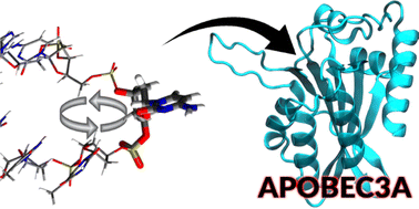 Graphical abstract: DNA hairpin base-flipping dynamics drives APOBEC3A recognition and selectivity