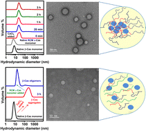 Graphical abstract: κ-Casein inhibits amorphous aggregation of β-casein