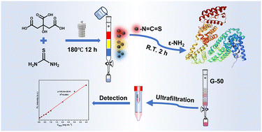 Graphical abstract: Preparing nitrogen and sulfur-codoped carbon quantum dots to achieve labeling of bovine serum albumin