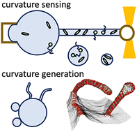 Graphical abstract: Curvature-sensing and generation by membrane proteins: a review