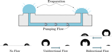 Graphical abstract: Dynamics of evaporating, interconnected droplets