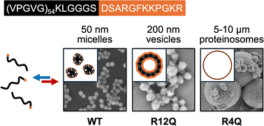 Graphical abstract: Genetic control of morphological transitions in a coacervating protein template