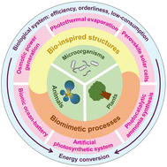 Graphical abstract: Ordered energy conversion systems inspired from the biological world