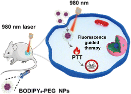 Graphical abstract: A PEGylated conjugated-BODIPY oligomer for NIR-II imaging-guided photothermal therapy