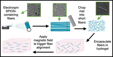 Graphical abstract: Temporal and spatial control over fiber alignment within hyaluronic acid hydrogels using magnetic fields