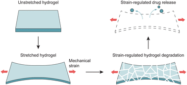 Graphical abstract: Mechanical strain-regulated hydrogel biodegradation for biological scaffolds with programmable lifetime