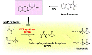 Graphical abstract: Antimicrobial N-(2-chlorobenzyl)-substituted hydroxamate is an inhibitor of 1-deoxy-d-xylulose 5-phosphate synthase