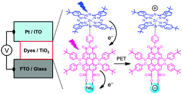 Graphical abstract: Dye-sensitized solar cells based on multichromophoric supramolecular light-harvesting materials