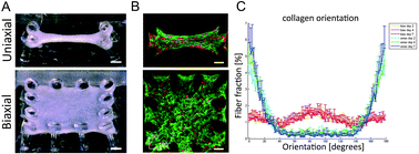 Graphical abstract: The influence of matrix (an)isotropy on cardiomyocyte contraction in engineered cardiac microtissues