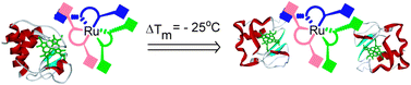 Graphical abstract: Protein destabilisation by ruthenium(ii) tris-bipyridine based protein-surface mimetics