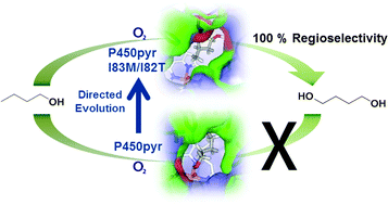 Graphical abstract: Evolving P450pyr monooxygenase for highly regioselective terminal hydroxylation of n-butanol to 1,4-butanediol